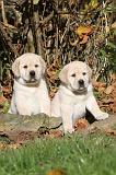 LABRADOR 292
